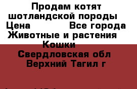 Продам котят шотландской породы › Цена ­ 2 000 - Все города Животные и растения » Кошки   . Свердловская обл.,Верхний Тагил г.